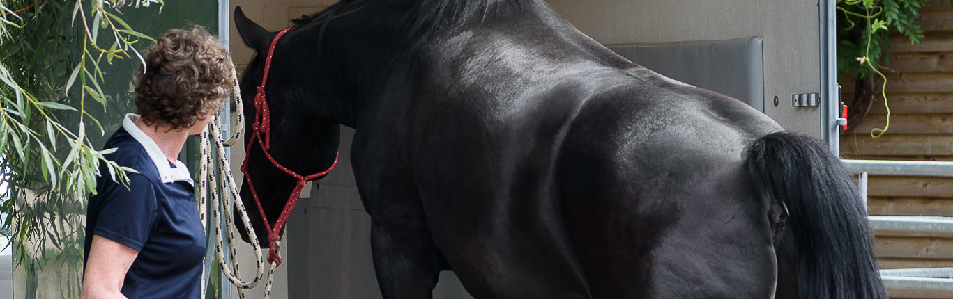 Kate Farmer - Thinking Horse