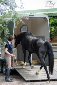 Kate Farmer - Thinking Horse